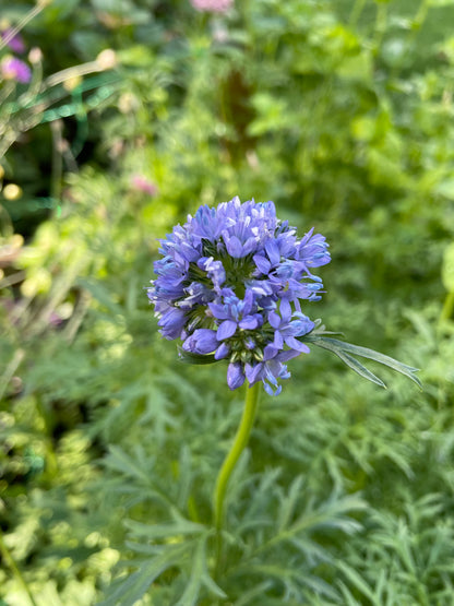Bollgilia
