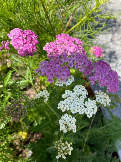 Röllika ”Cerise queen”