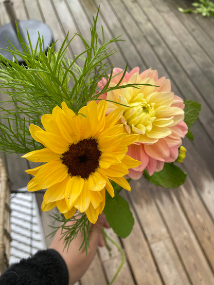 Solros F1 ”Pro Cut Peach”