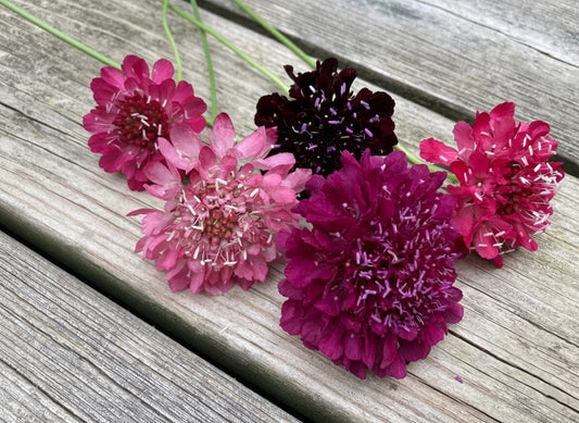 Praktvädd ”Summer fruits”