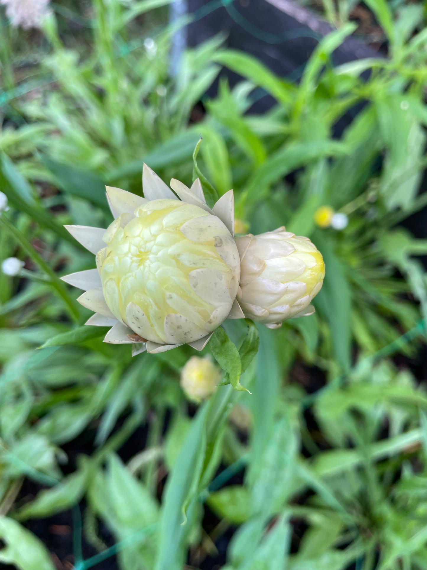 Jätteeternell ”King size Frosted sulphur"