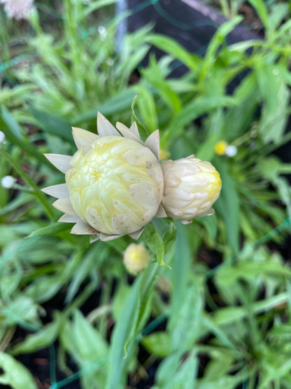Jätteeternell ”King size Frosted sulphur"