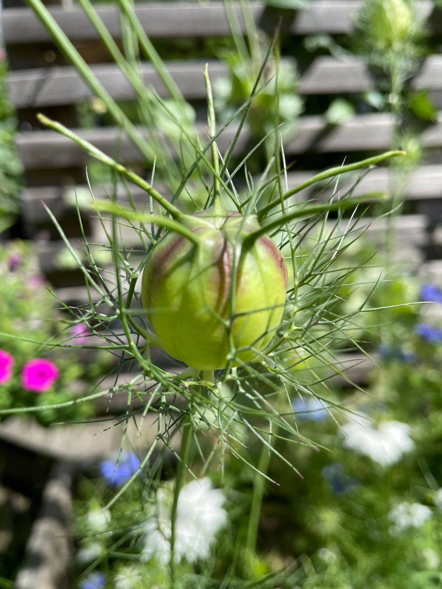 Jungfrun i det gröna ”Albion Black pods”