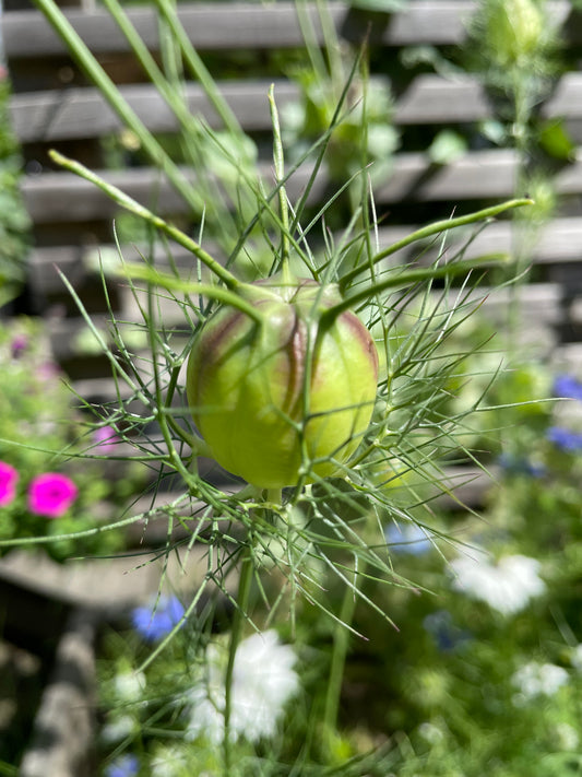 Jungfrun i det gröna ”Albion Black pods”