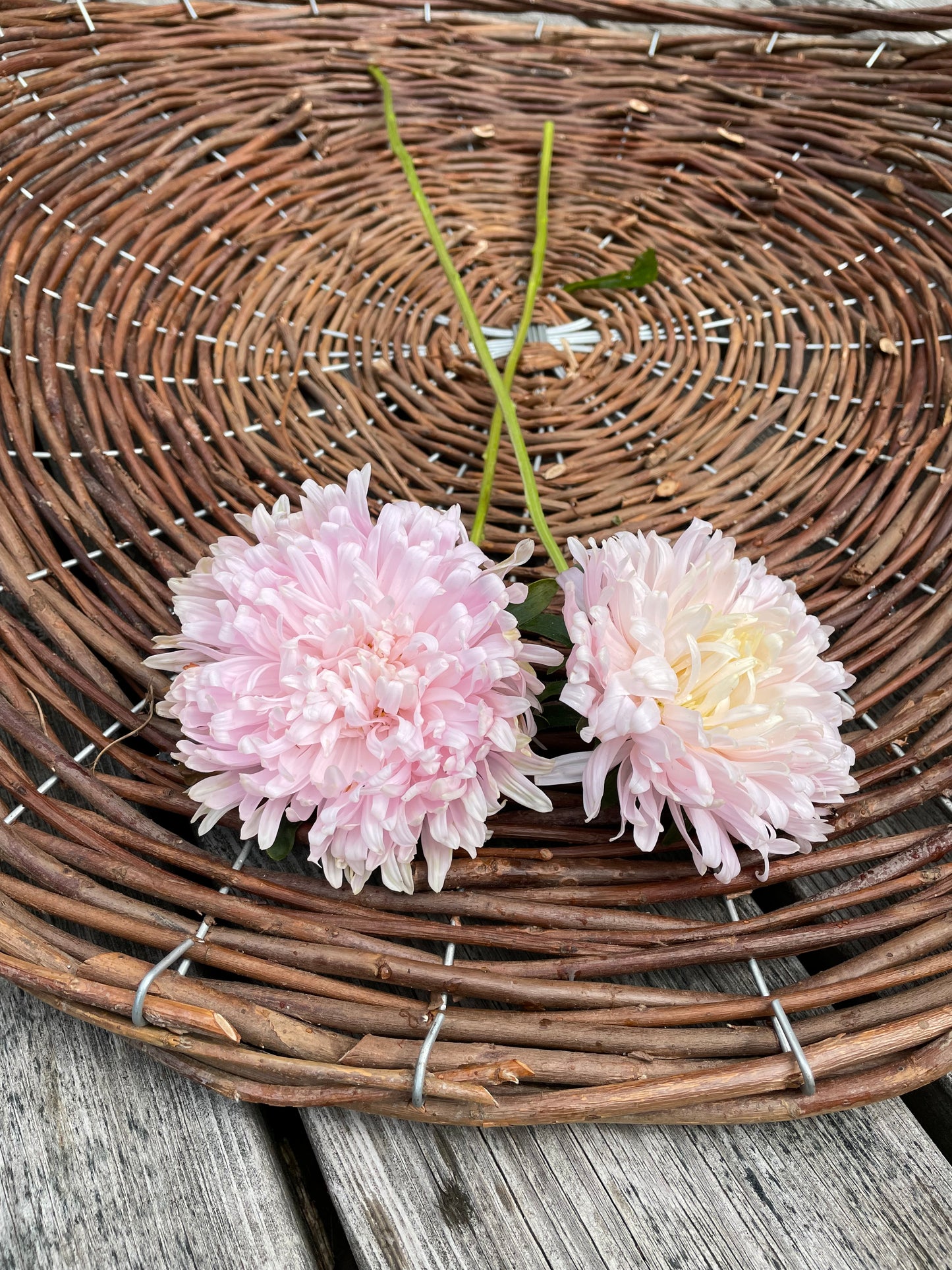 Sommaraster "King size Appleblossom"