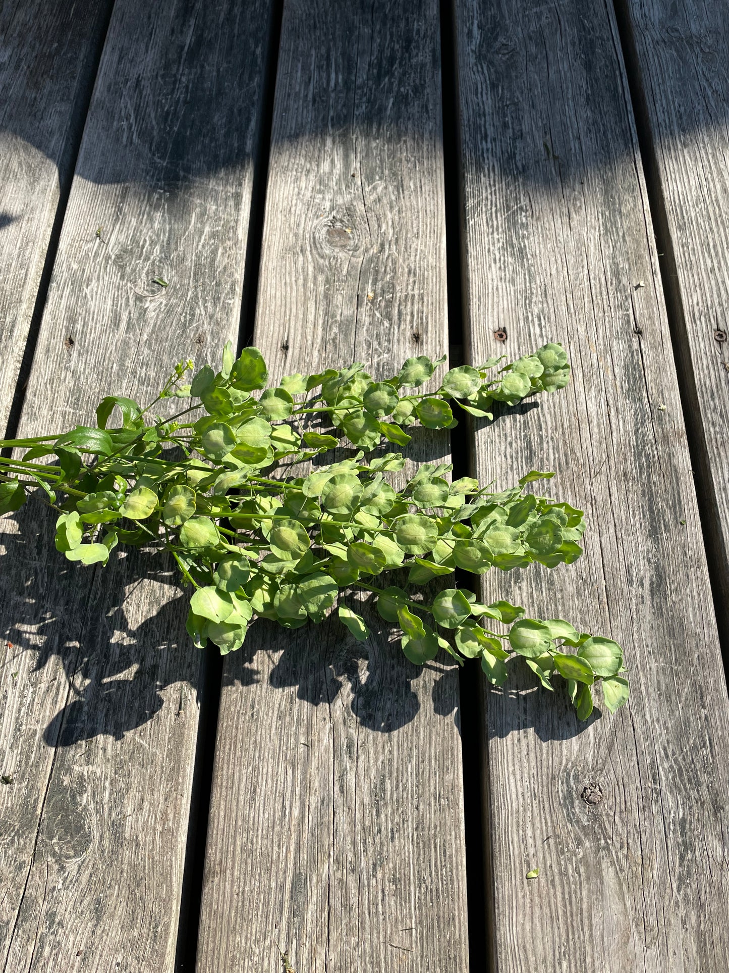 Penningört "Penny Cress"
