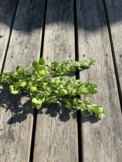 Penningört "Penny Cress"