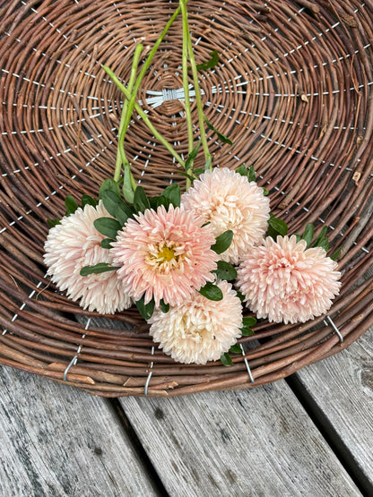 Sommaraster "King size Apricot"