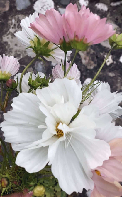 Rosenskära ”Fizzy White”