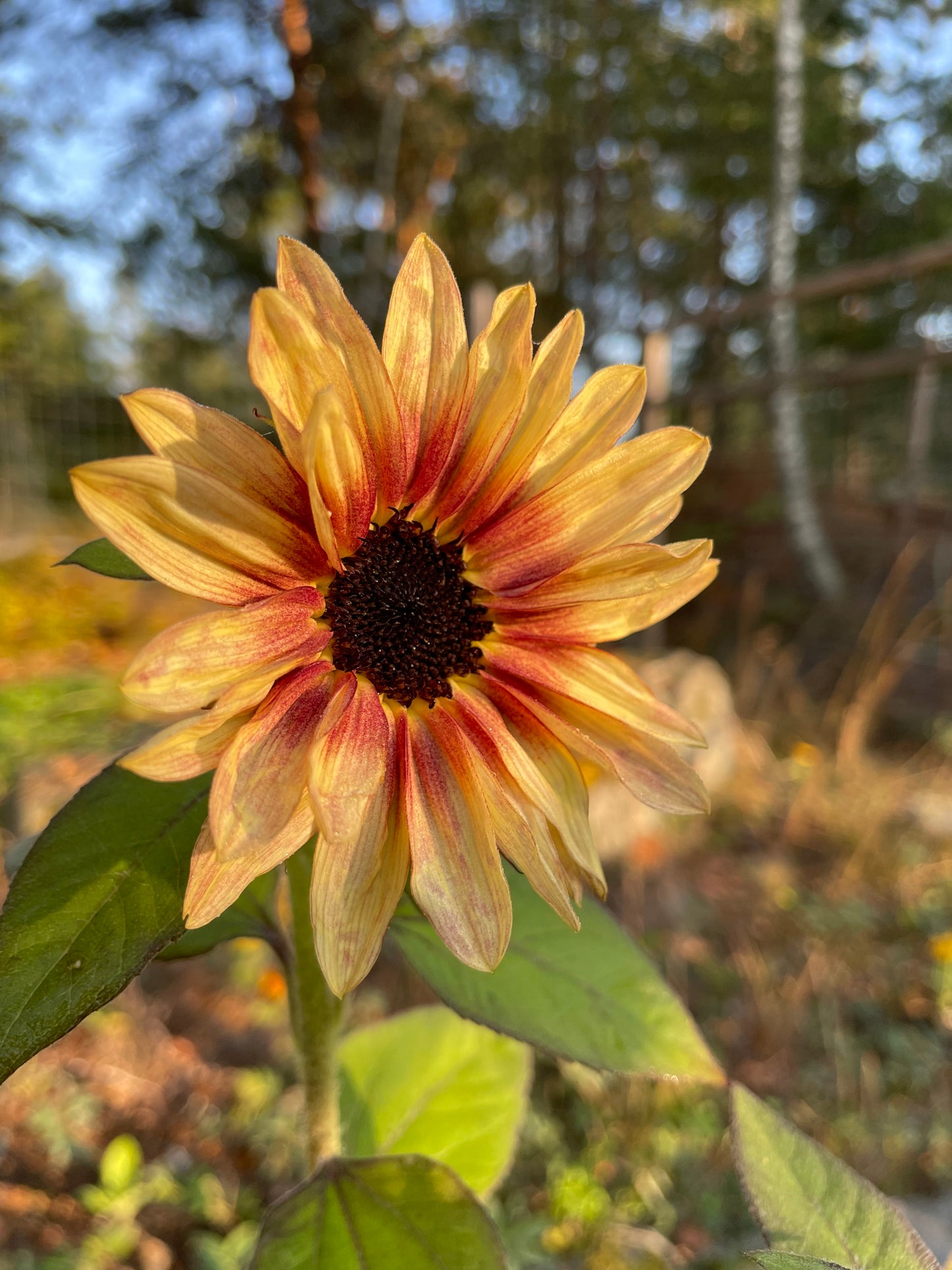 Solros F1 ”Pro Cut Plum”