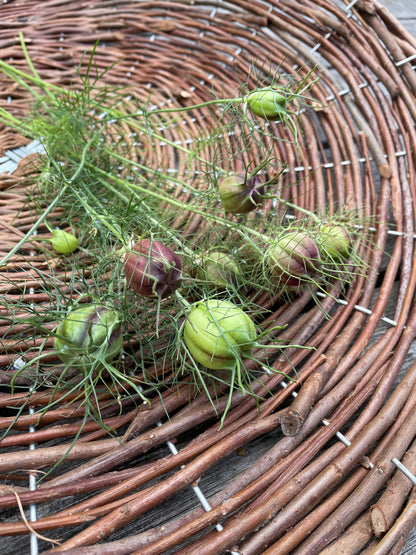 Jungfrun i det gröna ”Albion Black pods”