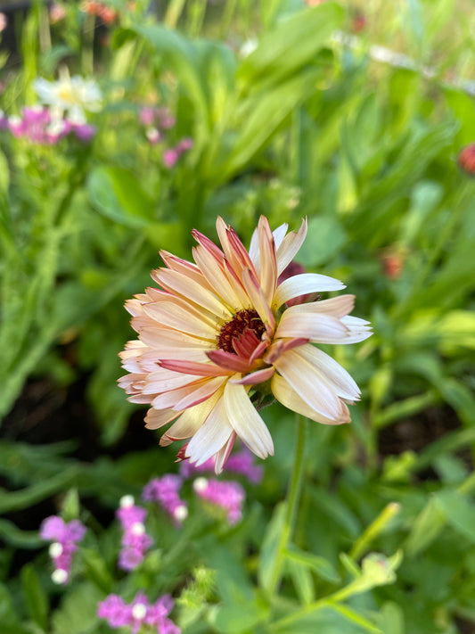 Ringblomma ”Sunset buff”