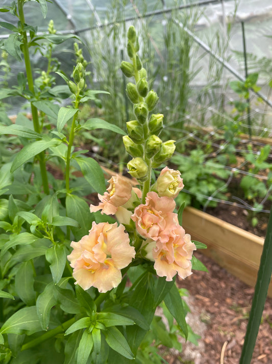 Lejongap F1 ”Snapstar Champagne”