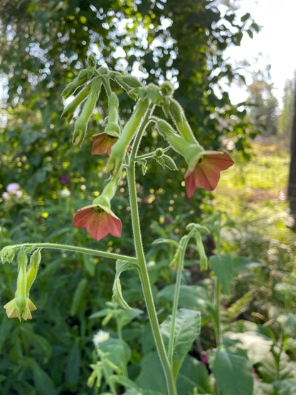 Klocktobak "Tinkerbell"