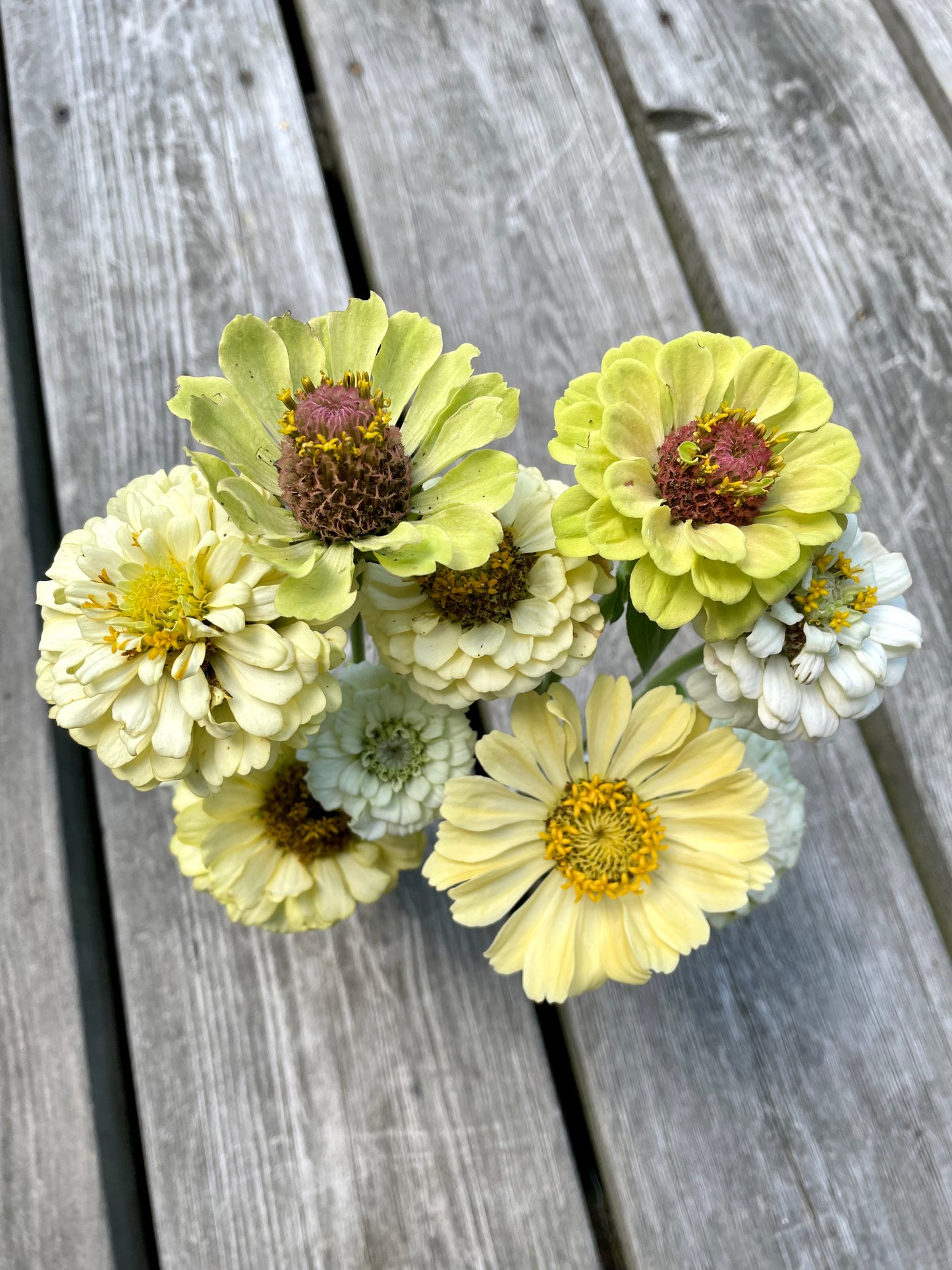 Zinnia ”Sweet Lemonade”