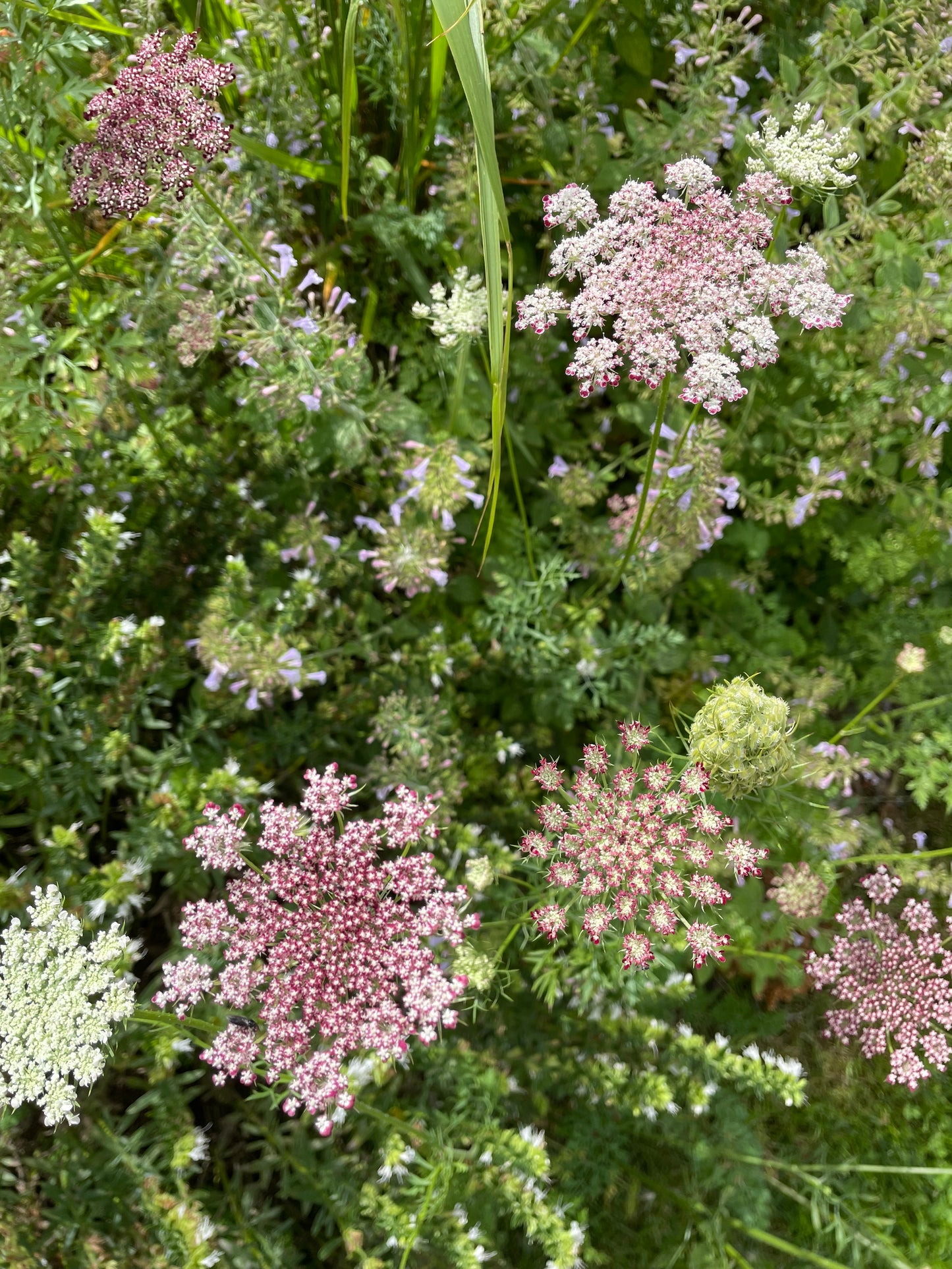 Blomstermorot ”Purple Kisses”
