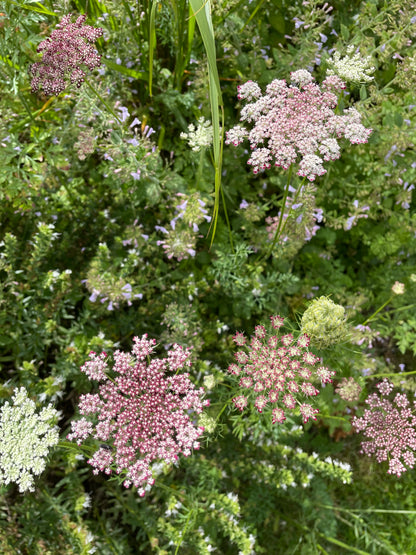 Blomstermorot ”Purple Kisses”