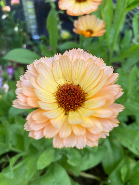 Ringblomma ”Pink Surprise”