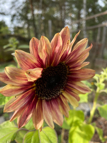 Solros F1 ”Pro Cut Plum”