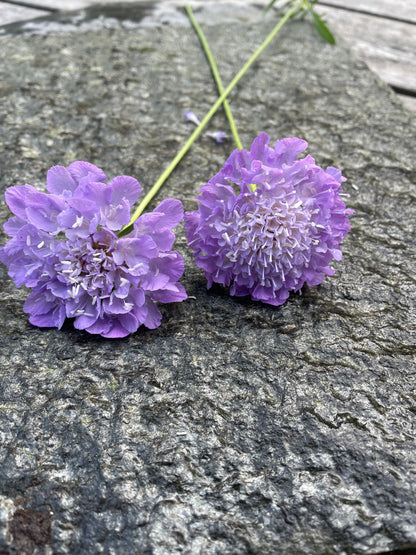 Praktvädd ”Lavender blue”
