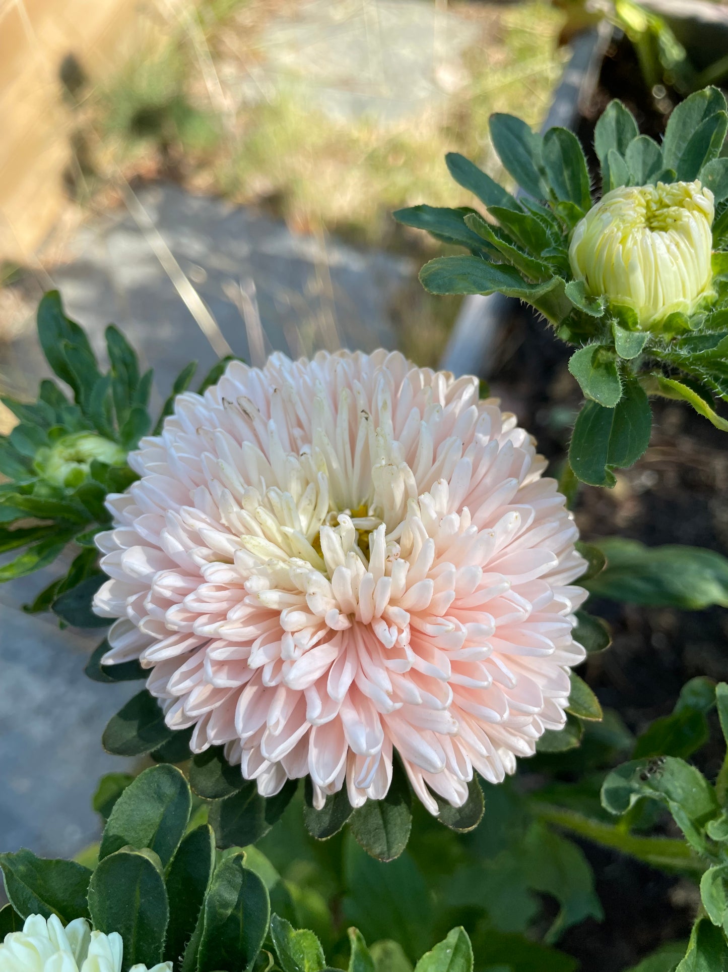 Sommaraster "Chrissantella Lotus flower"