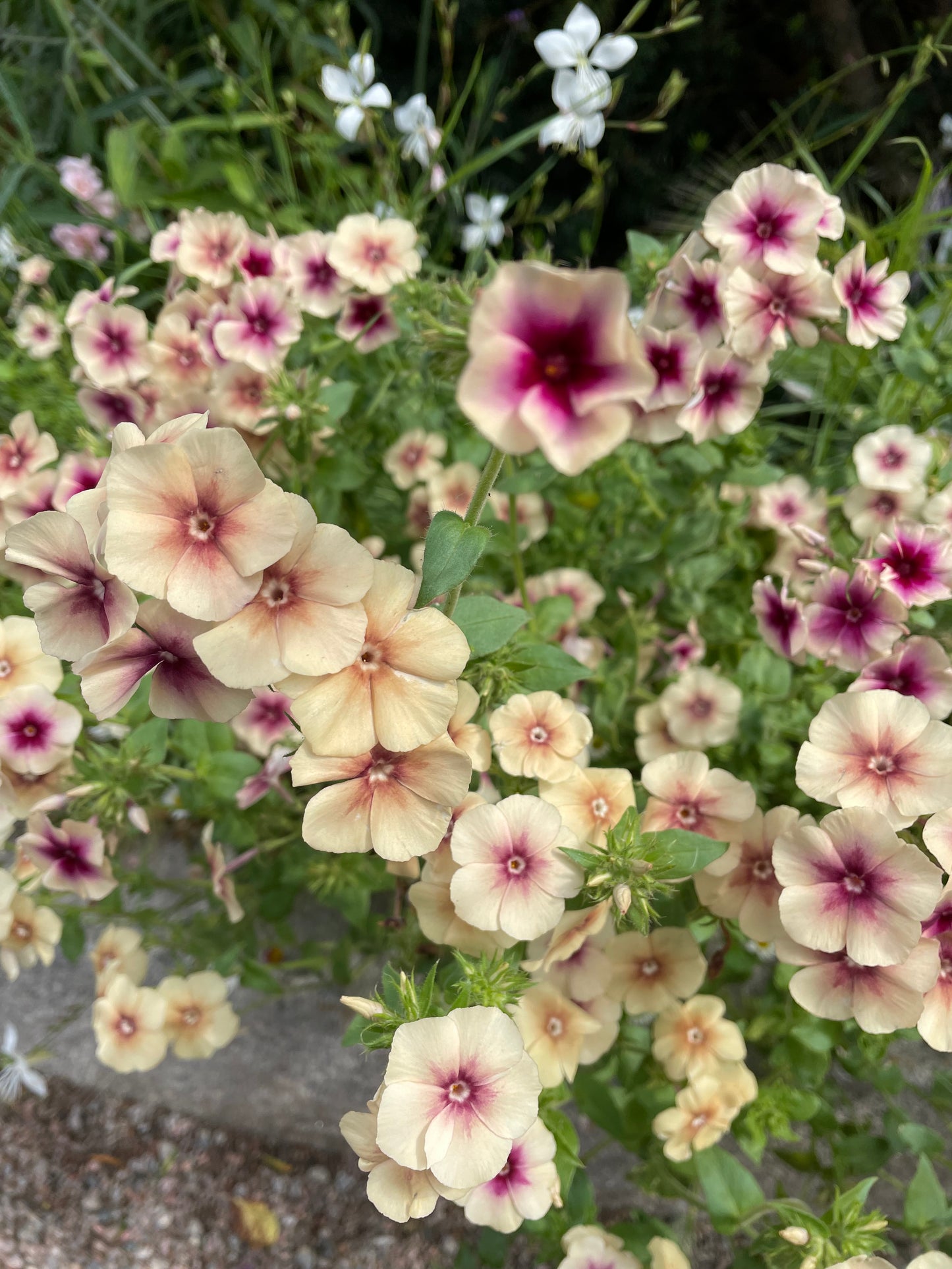 Sommarflox ”Cherry Caramel”
