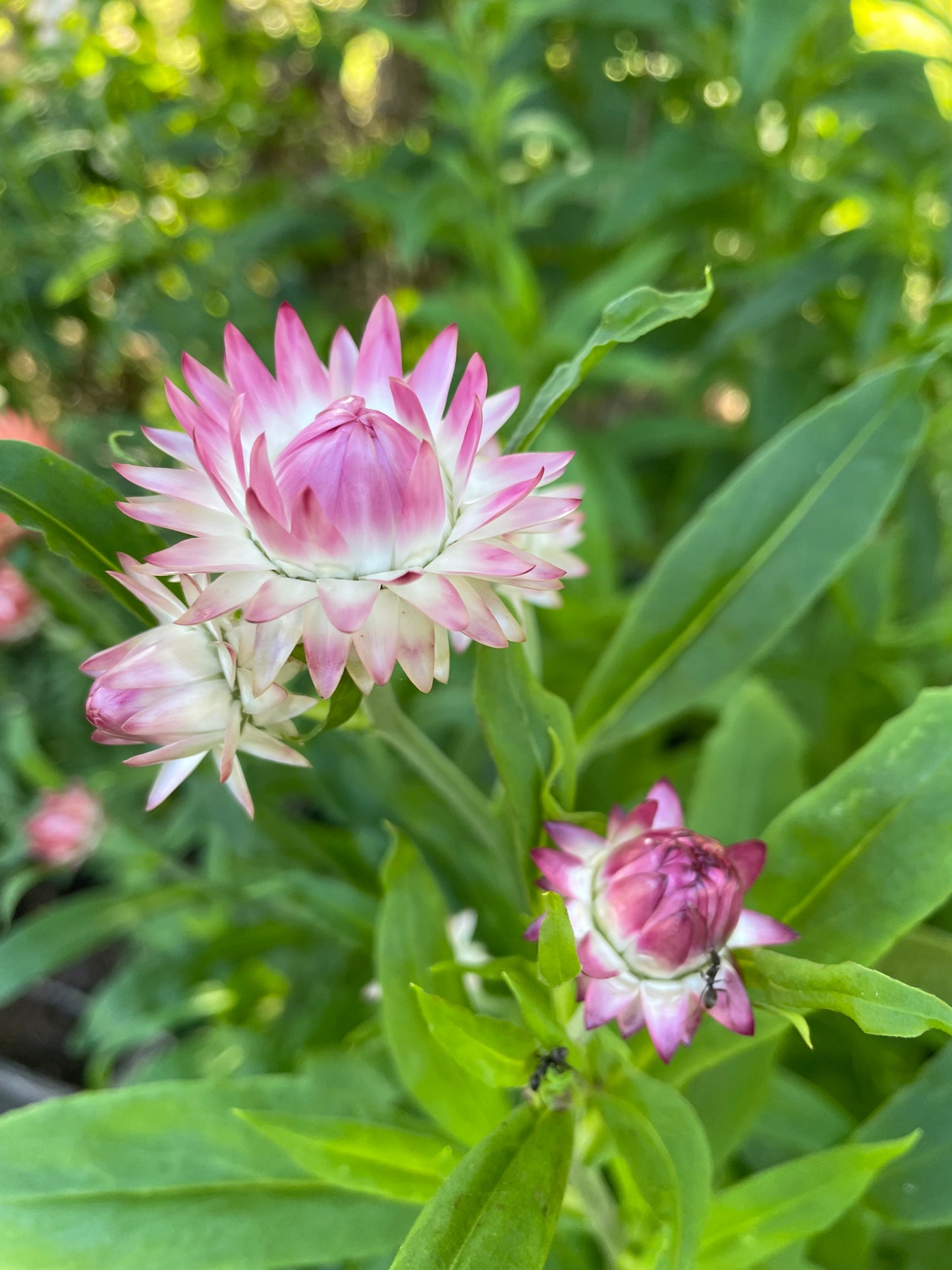 Jätteeternell ”King size Silvery rose"