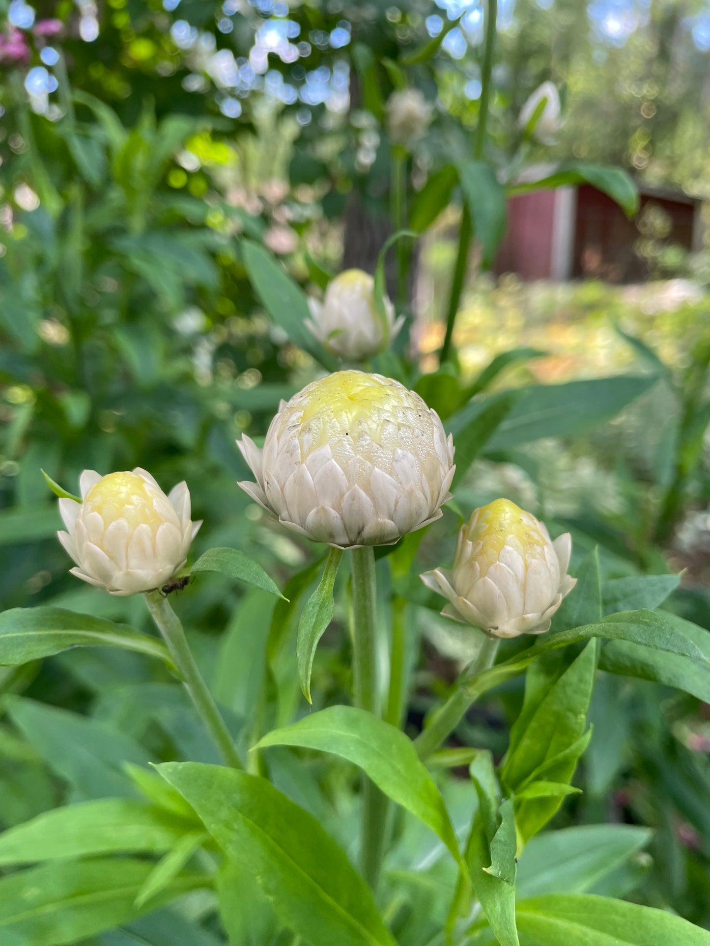 Jätteeternell ”King size Frosted sulphur"