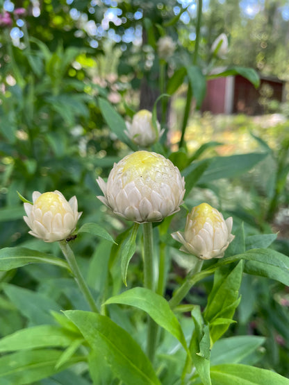 Jätteeternell ”King size Frosted sulphur"