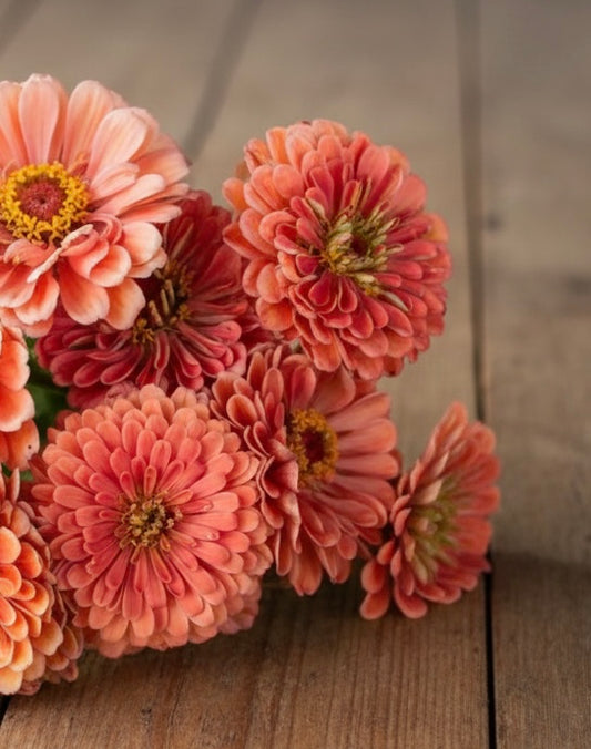 Zinnia ”Dahlia Flowered Salmon Queen”