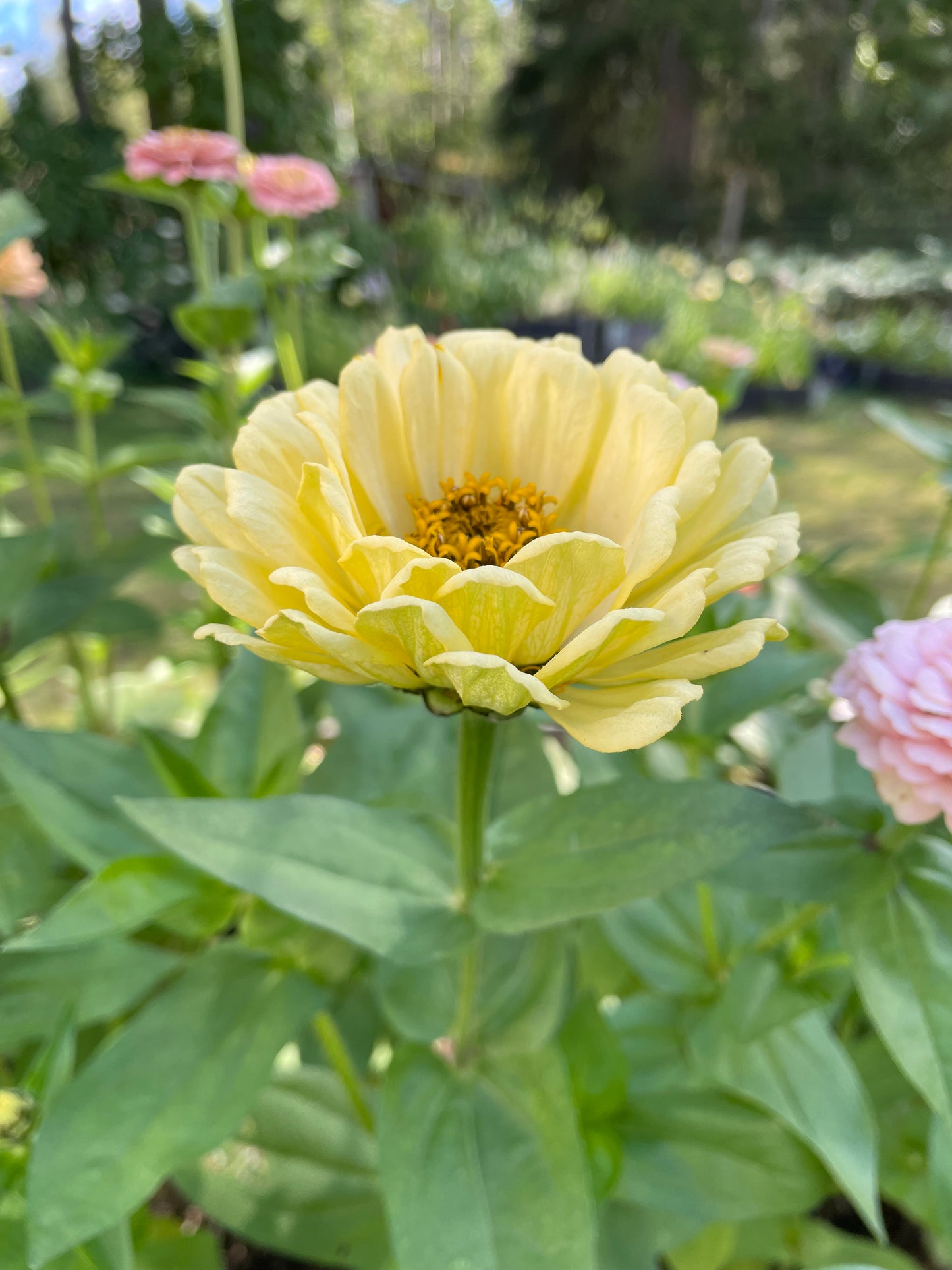 Zinnia ”Sweet Pastels”