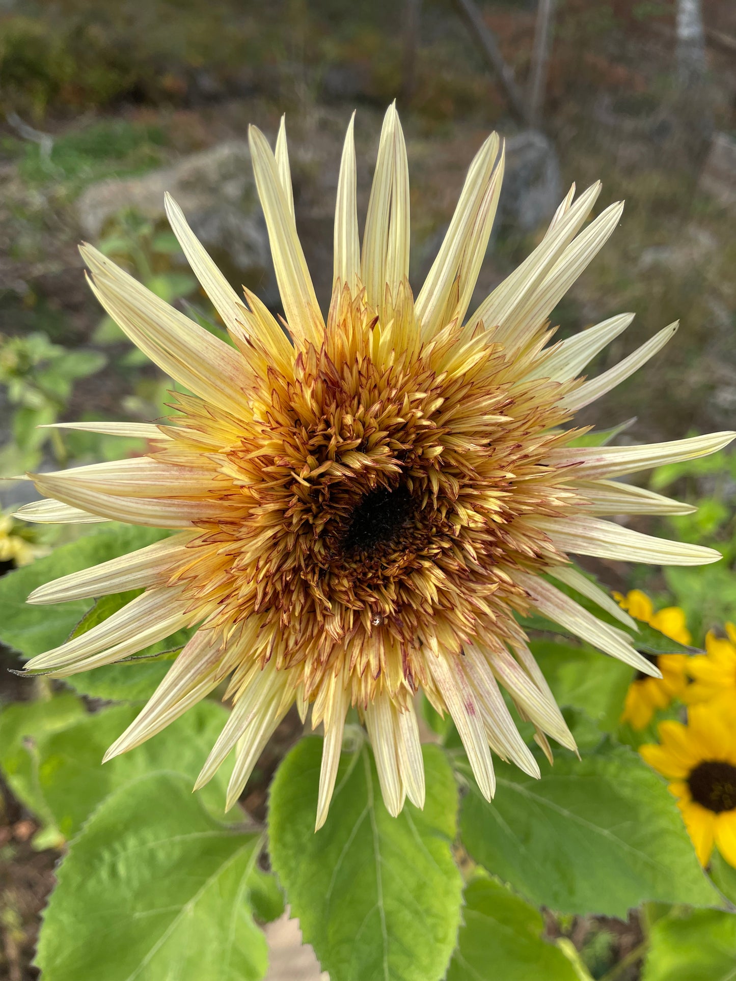 Solros ”Astra Rose”