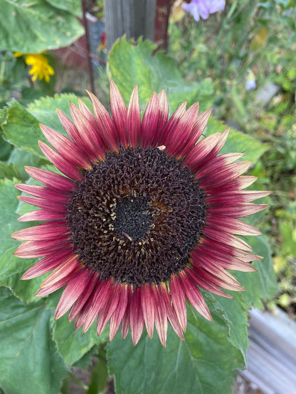 Solros F1 ”Pro Cut Plum”