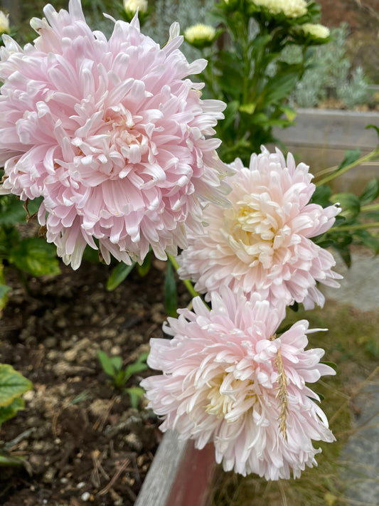 Sommaraster "King size Appleblossom"