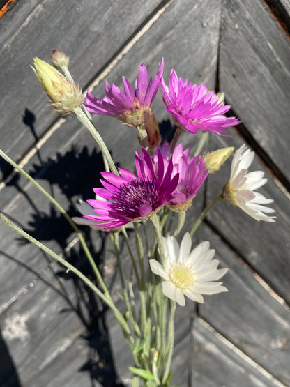 Pappersblomster