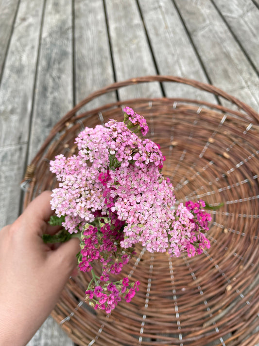 Röllika ”Cerise queen”