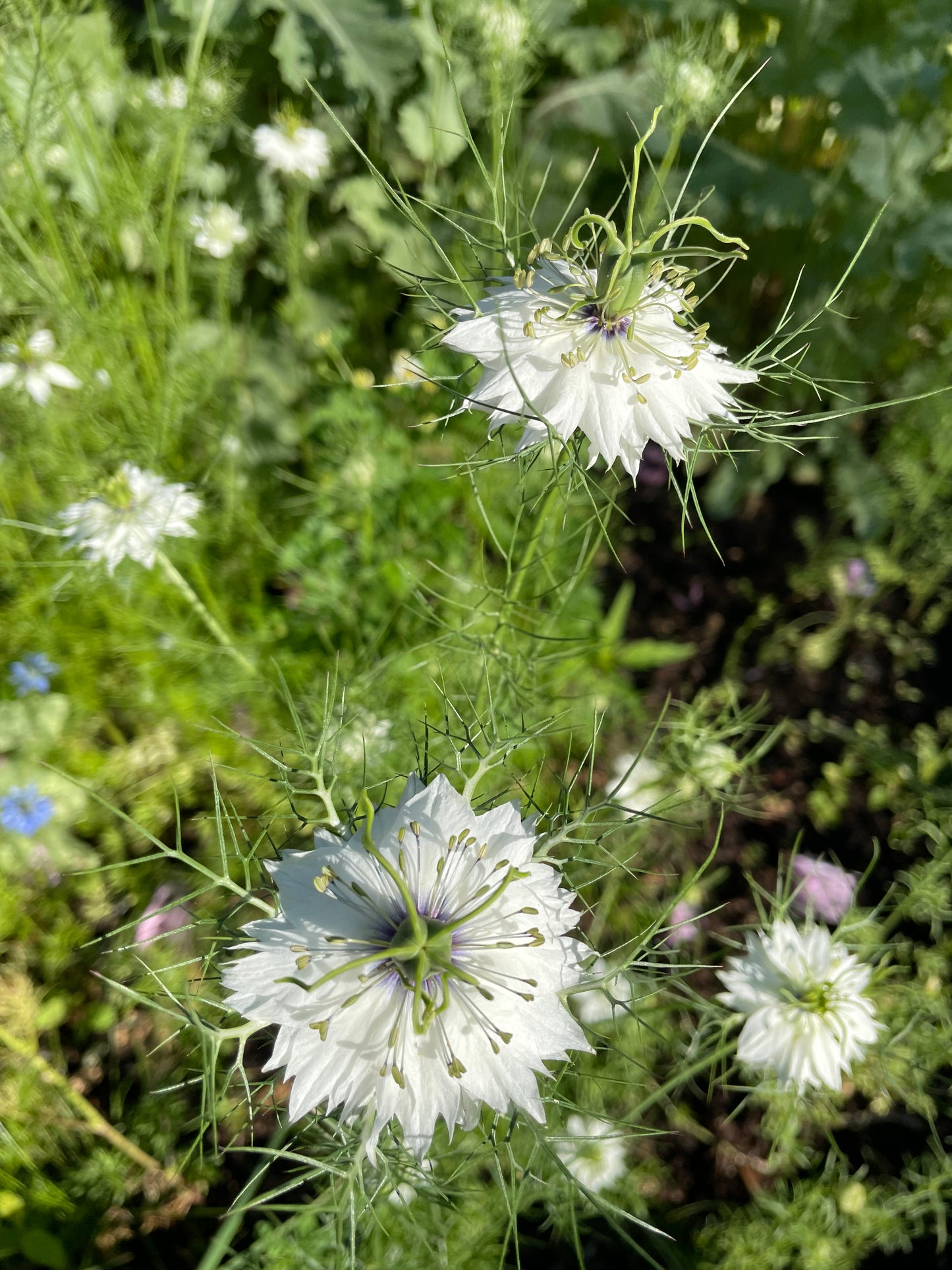 Jungfrun i det gröna ”Miss Jekyll white”