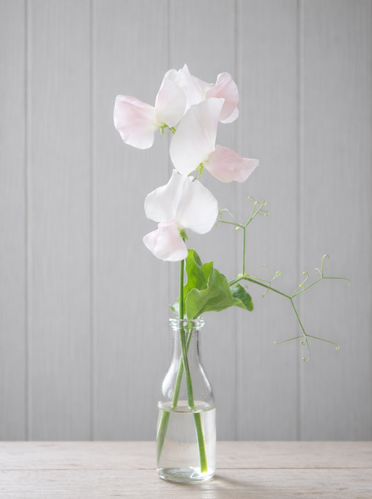 Luktärt ”Spring Sunshine Champagne”