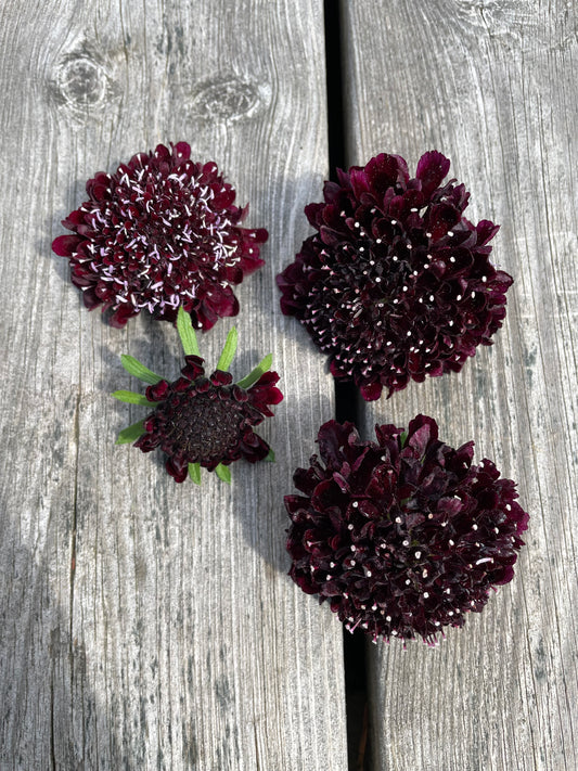 Praktvädd ”Purple black”