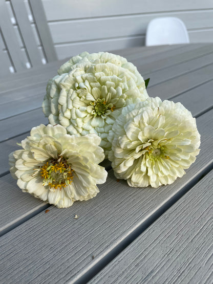 Zinnia ”Dahlia Flowered White”