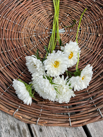 Sommaraster "Tall White"