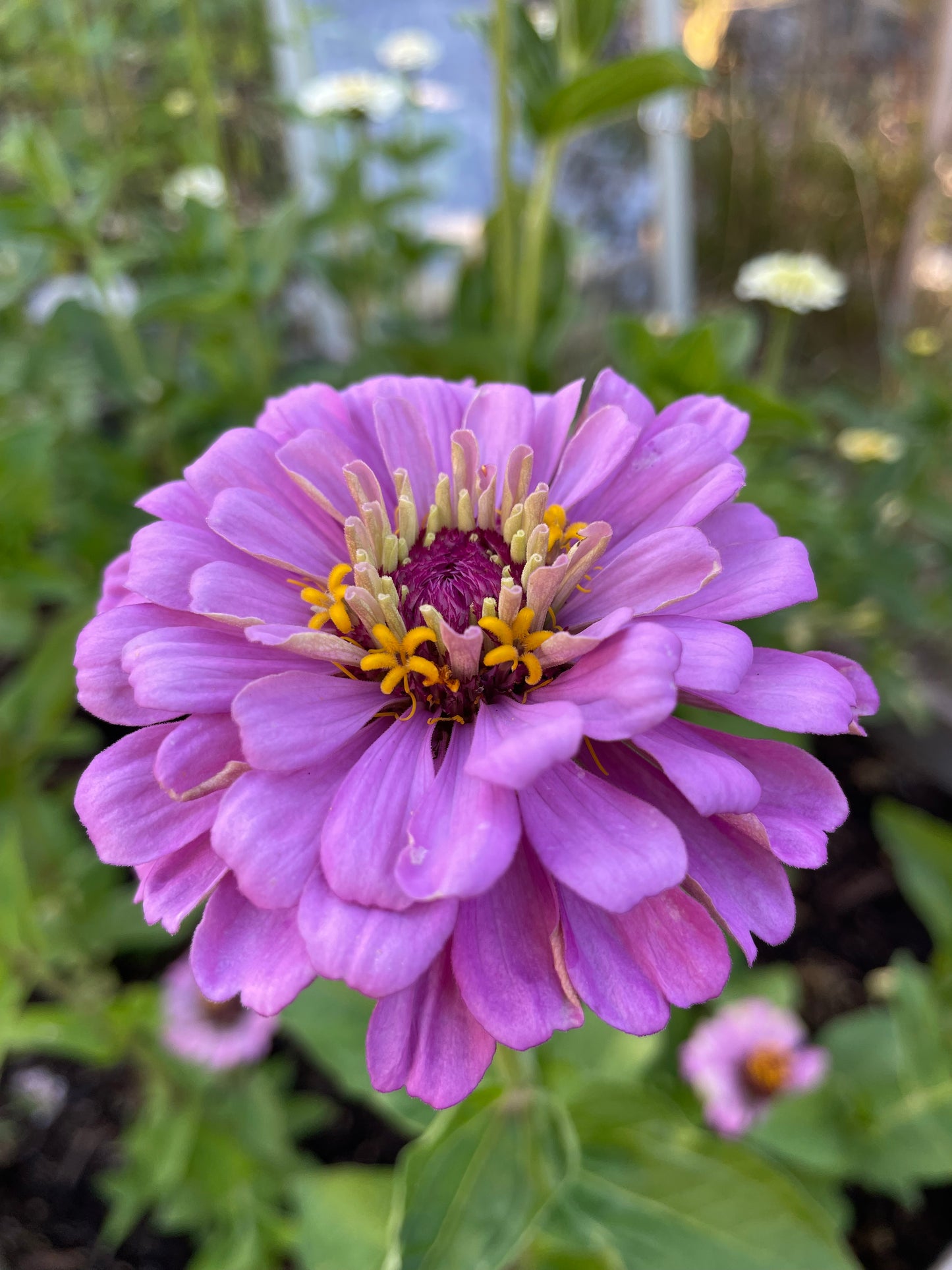 Zinnia ”Dahlia Flowered Purple”