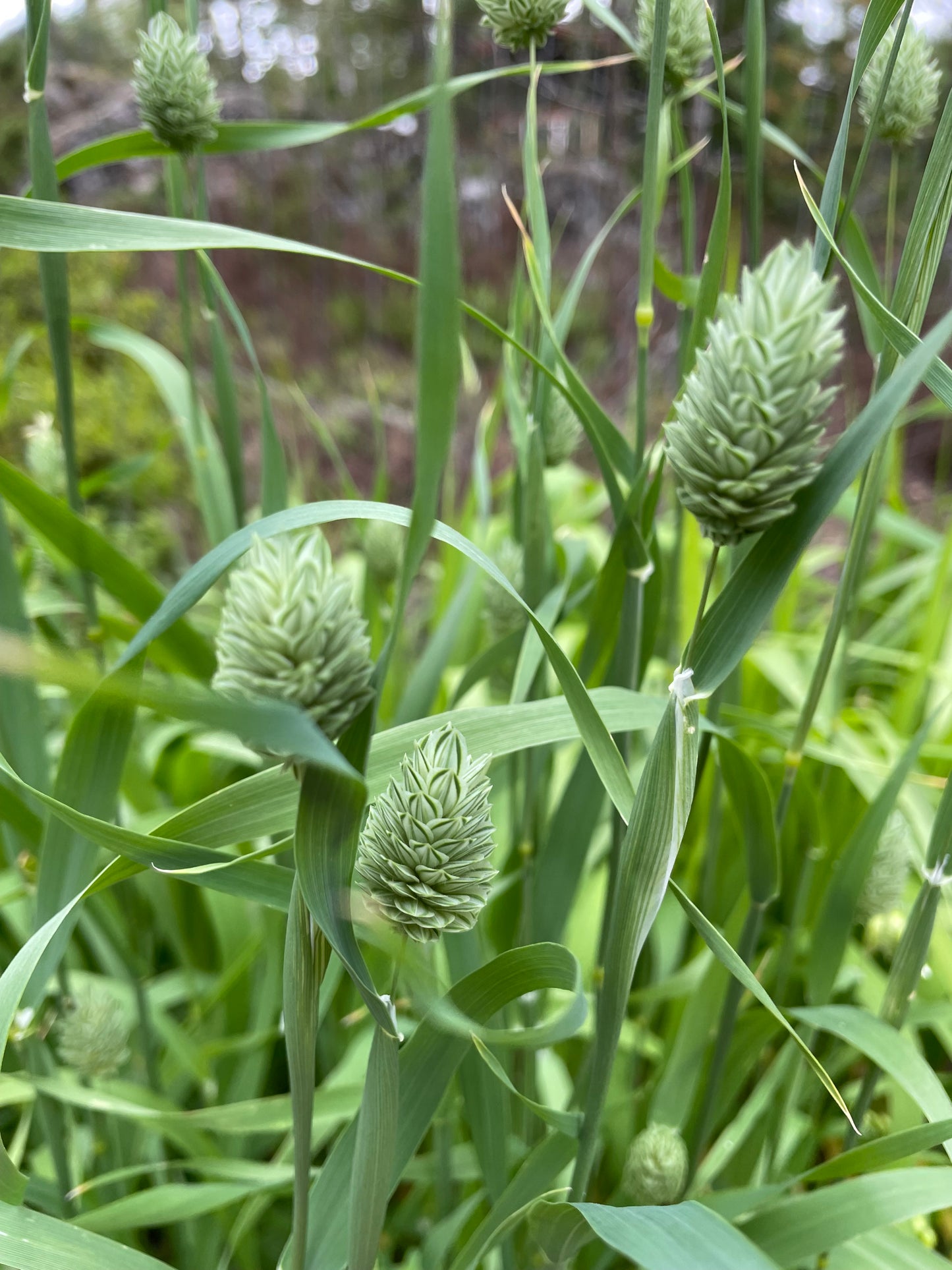 Kanariegräs