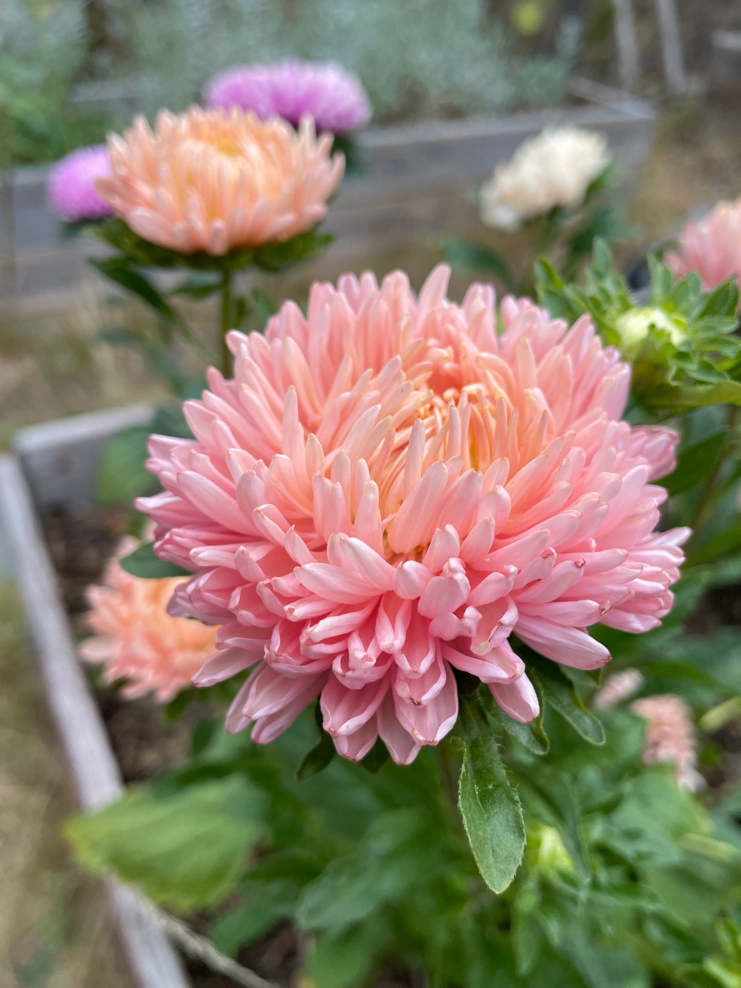 Sommaraster ”Chrisantella Flamingo at Sunset”