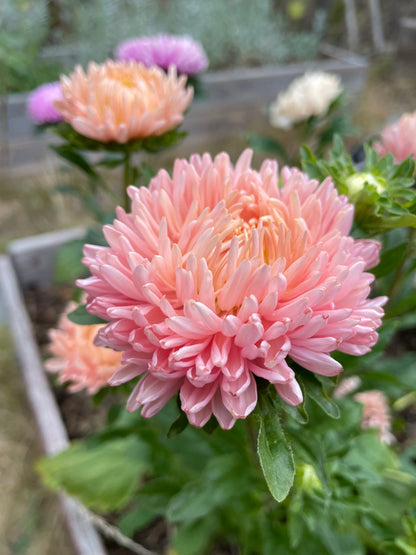 Sommaraster ”Chrisantella Flamingo at Sunset”