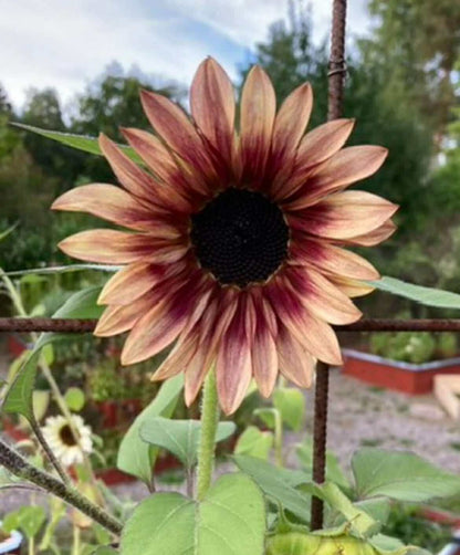 Solros F1 ”Pro Cut Plum”