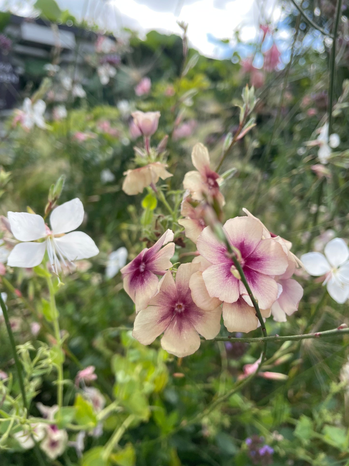 Sommarflox ”Cherry Caramel”