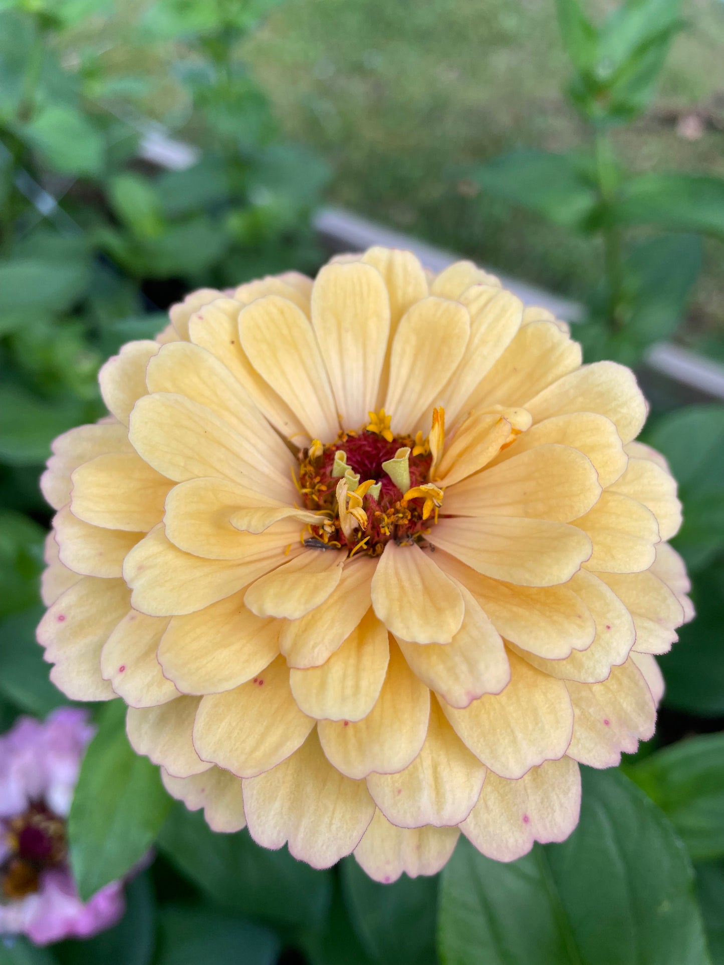Zinnia ”Sweet Pastels”