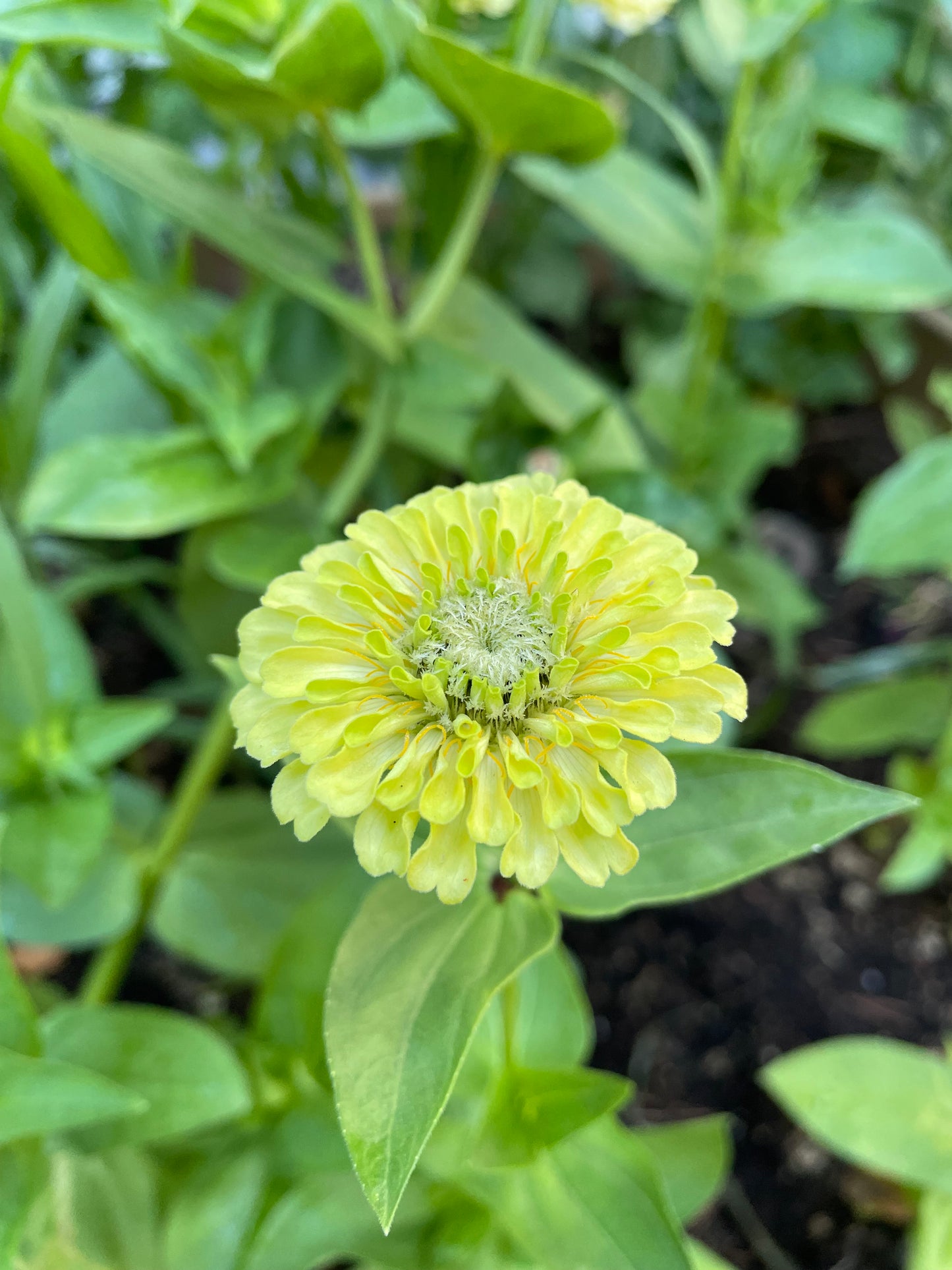 Zinnia ”Sweet Lemonade”