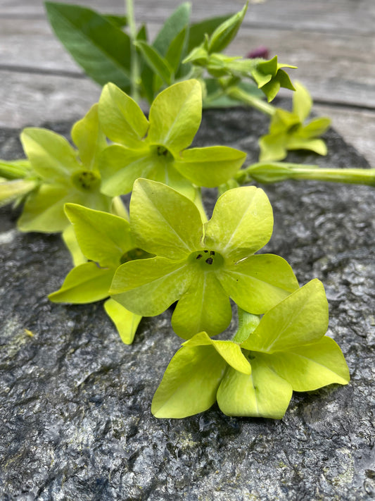 Blomstertobak "Lime green"